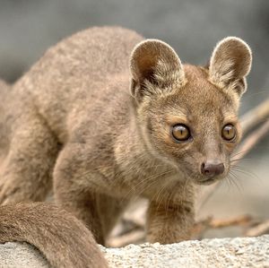 Image post by @sandiegozoo on Instagram