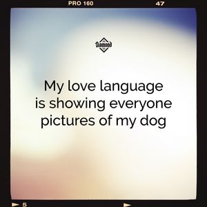 Image post by @diamondpetfoods on Instagram