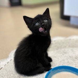 Image post by @whitmanpets on Instagram