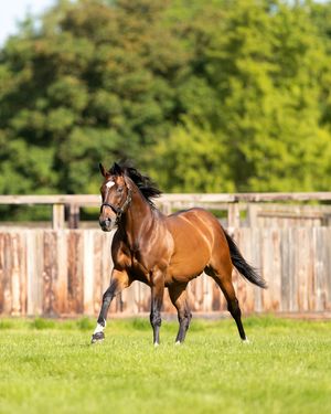 Image post by @juddmonte on Instagram