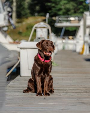 Image post by @islandcovemarinact on Instagram
