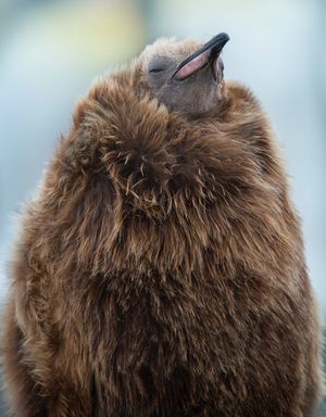 Image post by @AnimalPlanet on Twitter