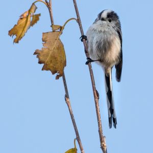 Image post by @rspb on Instagram