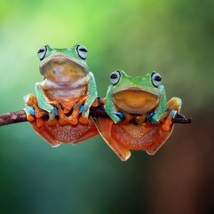 Image post by @animalplanet on Instagram