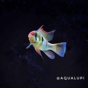 Image post by @aqualupi on Instagram