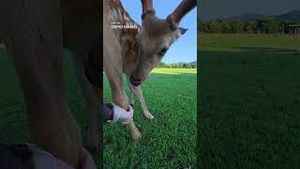 Video post by @dji on YouTube