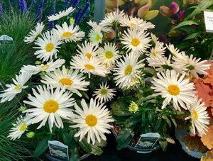 Image post by @ahs_gardening on Instagram