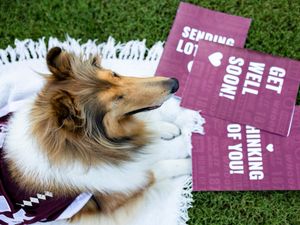 Image post by @reveille on Twitter