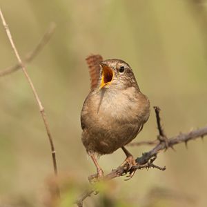 Image post by @rspb on Instagram