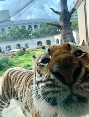 Video post by @lsu on TikTok