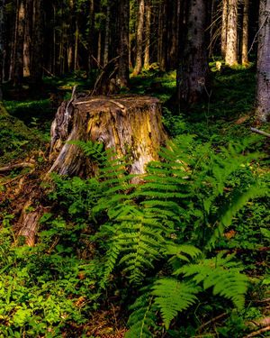 Image post by @cristan.nature.photography on Instagram