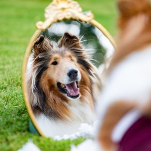 Image post by @reveille on Twitter