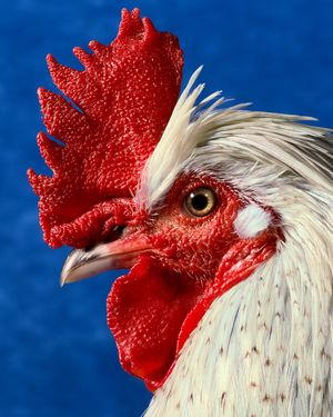 Image post by @apple on Instagram