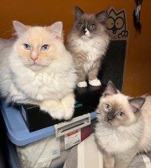 Image post by @brunrik.and.pyrene.ragdolls on Instagram