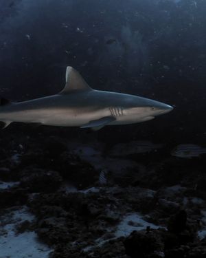 Image post by @discovery on Instagram