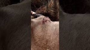 Video post by @bowmarbowhunting on YouTube