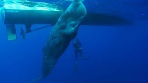 Video post by @bbcearth on YouTube