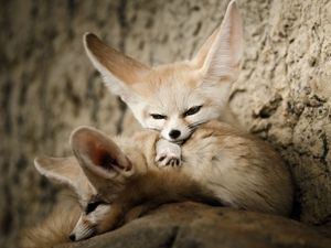 Image post by @animalplanet on Instagram