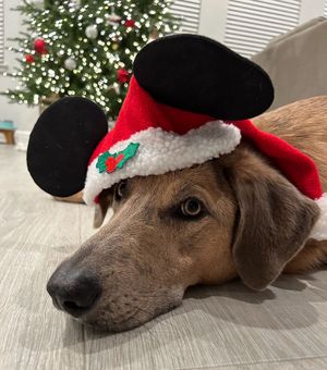 Image post by @disneypets on Instagram
