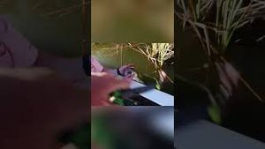 Video post by @lakeforkguy on YouTube