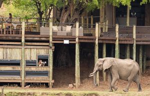 Image post by @chiawasafaris on Instagram