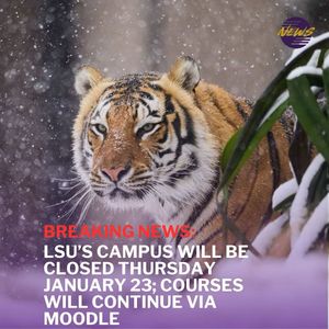 Image post by @lsutigertv on Instagram