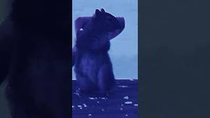 Video post by @evolsoulx on YouTube