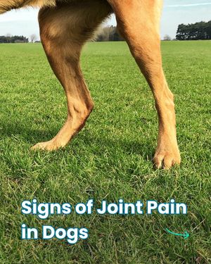 Image post by @solidgoldpets on Instagram
