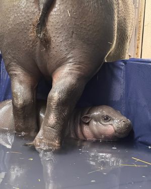 Image post by @thetorontozoo on Instagram