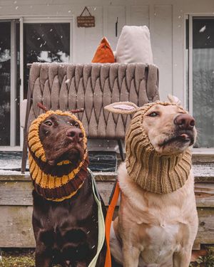 Image post by @pupcorntreats on Instagram