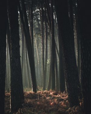 Image post by @tanczacachmura on Instagram