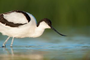 Image post by @rspb on Instagram