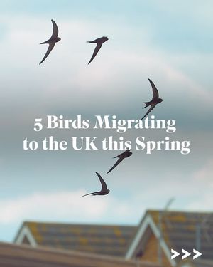 Image post by @rspb on Instagram