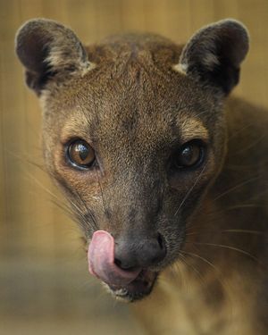 Image post by @sandiegozoo on Instagram
