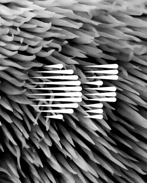Image post by @antonio_calvino on Instagram
