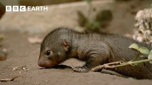 Video post by @bbcearth on YouTube
