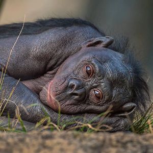 Image post by @sandiegozoo on Instagram