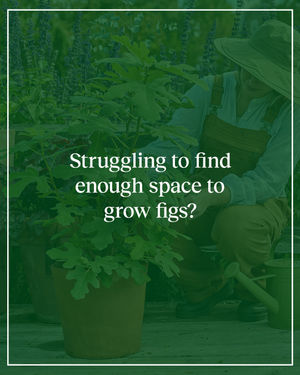 Image post by @burpeegardening on Instagram