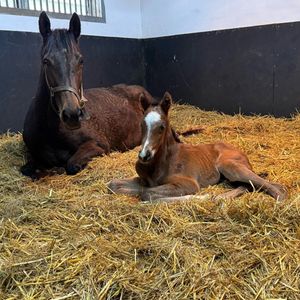 Image post by @juddmonte on Instagram