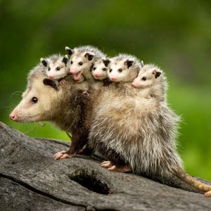 Image post by @animalplanet on Instagram