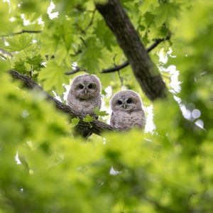 Image post by @animalplanet on Instagram