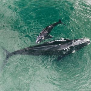 Image post by @animalplanet on Instagram