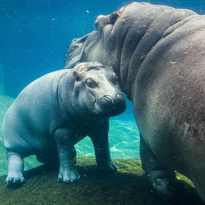 Image post by @sandiegozoo on Instagram