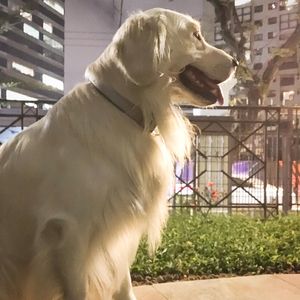 Image post by @mikethewhitegolden on Instagram