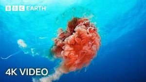 Video post by @bbcearth on YouTube