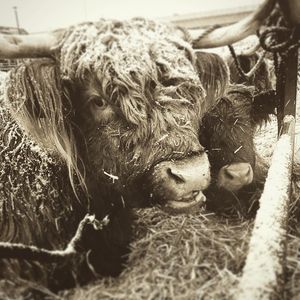 Image post by @nationalwestern on Instagram