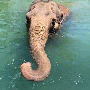 Image post by @sandiegozoo on Instagram