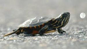 Video post by @bbcearth on YouTube