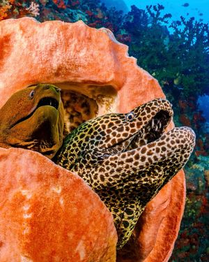 Image post by @sealegacy on Instagram