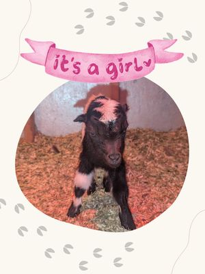 Image post by @denverjewishdayschool on Instagram